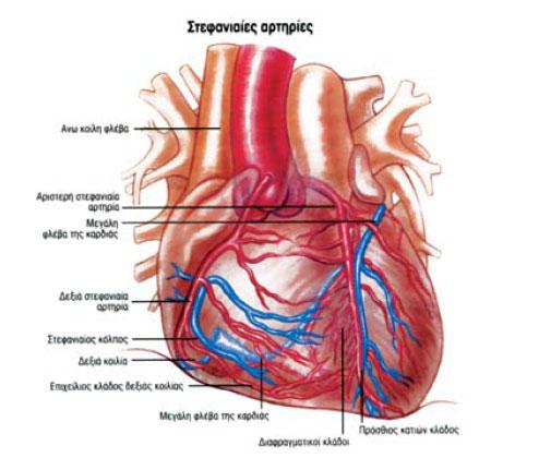 Στεφανιαία κυκλοφορία Οι ιστοί της καρδιάς τροφοδοτούνται με θρεπτικές ουσίες με τη στεφανιαία κυκλοφορία.