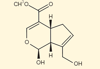 Γενιπίνη (GP) Η γενιπίνη έχει αποτελέσει αντικείμενο έρευνας της περίφημης ομάδας συνθετικής χημείας Djerassi et al. To 1961 η ομάδα Djerassi συνέθεσε τη GP και έτσι πιστοποίησε τη δομή της.