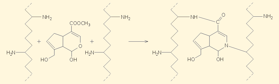 H γενιπίνη ως αντιδραστήριο διασύνδεσης (cross-linker) μακρομοριακών ενώσεων Ο μηχανισμός των σχετικών αντιδράσεων δεν έχει διευκρινισθεί πλήρως.