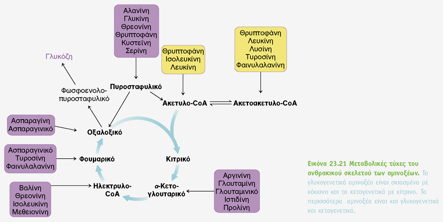 Η ΜΕΤΑΒΟΛΙΚΗ ΤΥΧΗ TOY ΑΠΟ ΑΝΘΡΑΚΙΚΟΥ ΣΚΕΛΕΤΟΥ ΤΩΝ ΑΜΙΝΟΞΕΩΝ γλυκονεογένεση κυτταρόπλασμα κύκλος του Krebs Μιτοχόνδρια Κετογενετικά αμινοξέα