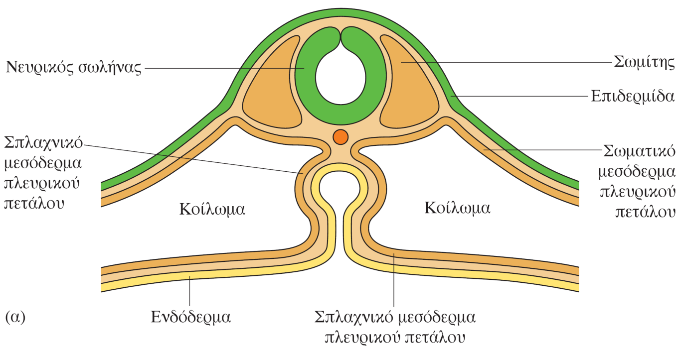 Σχηματισμός γαστρεντερικού σωλήνα στα αμνιωτά Φυσιολογική ανάπτυξη Το εμπρόσθιο και το οπίσθιο αρχεντερικό άνοιγμα συγκλίνουν και συντήκονται Κλείσιμο του ΓΣ και του σώματος στο έμβρυο της όρνιθας (3
