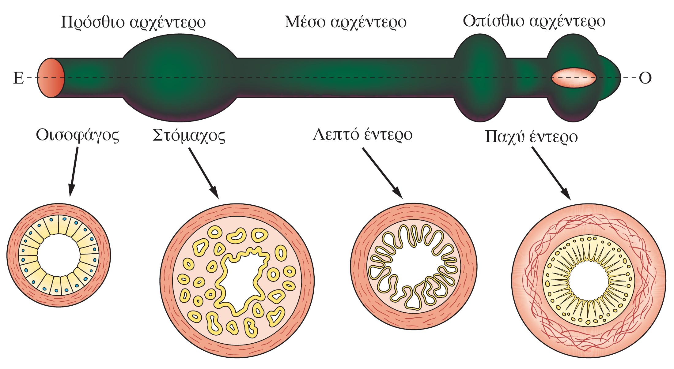 Σχηματισμός γαστρεντερικού σωλήνα στα αμνιωτά Η οργάνωση του ΓΣ είναι ίδια σε όλα τα σπονδυλωτά Φυσιολογική ανάπτυξη Πυλωρικός σφιγκτήρας HCl πεψίνη κυλινδρικό πολύστιβο πλακώδες επιθήλιο