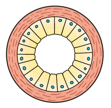 Καθορισμός Ενδοδέρματος Shh is secreted in different concentrations at different sites its targets: the mesoderm surrounding the gut tube.