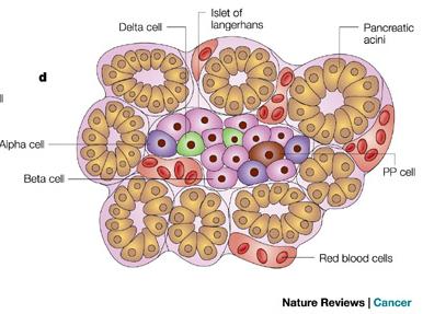 Σχηματισμός του παγκρέατος Πάγκρεας ΕΝΔΟΔΕΡΜΑ Επιθηλιακά κύτταρα