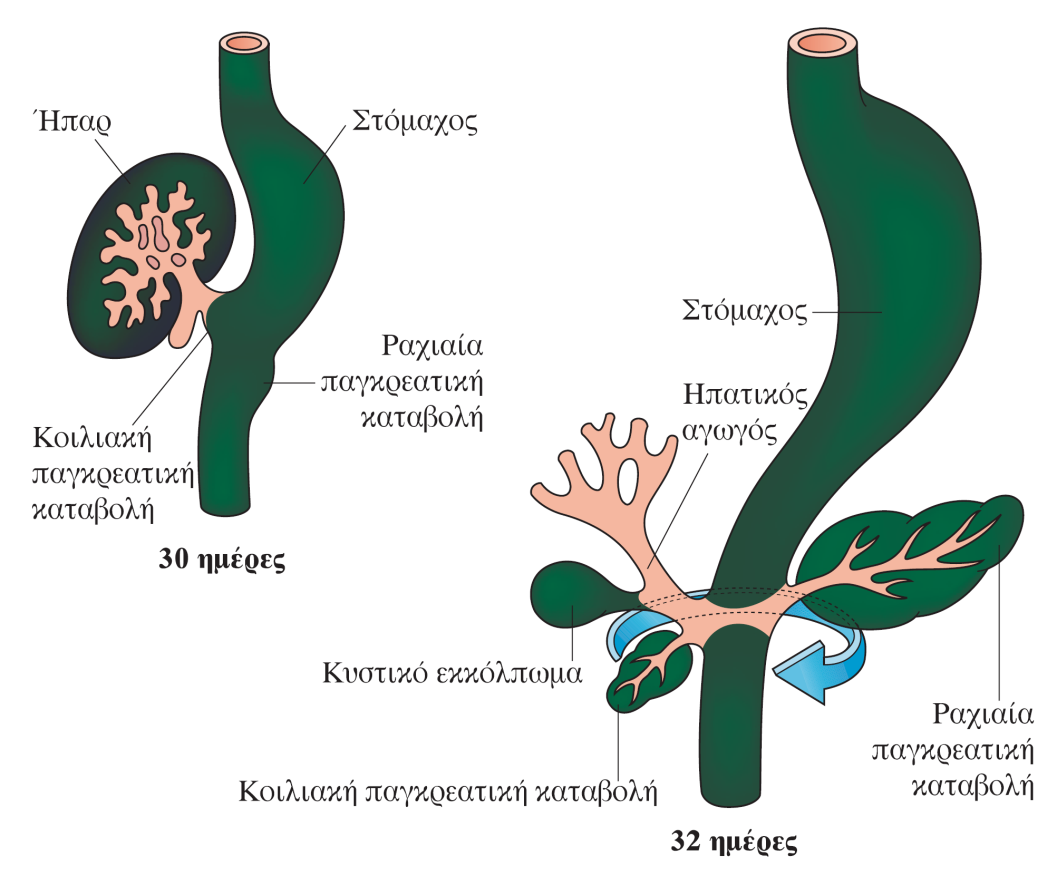 Σχηματισμός του παγκρέατος Πάγκρεας Η ανάπτυξη των παγκρεατικών καταβολών στο ανθρώπινο έμβρυο Το πάγκρεας αναπτύσσεται από μία ραχιαία (μεγάλη) και μία κοιλιακή