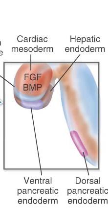 Σχηματισμός του παγκρέατος Πάγκρεας Κοιλιακή καταβολή Απουσία FGF, BMP Πώς απομακρύνεται η κοιλιακή καταβολή από το