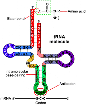 Το RNA βρίσκεται τόσο στον πυρήνα των ευκαρυωτικών κυττάρων όσο και στο κυτταρόπλασμα,