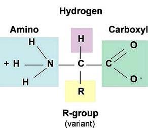 Τα αμινοξέα έχουν δύο χαρακτηριστικές ομάδες στο μόριο τους, την αμινομάδα (-NH 2 ) και την καρβοξυλομάδα (-COOH) και εμφανίζουν