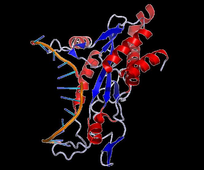 Βακτήριο: Escherichia coli παράγει