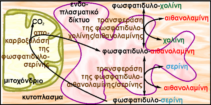 Η φωσφατιδυλοσερίνη στα µιτοχόνδρια αποκαρβοξυλιώνεται µε το ένζυµο αποκαρβοξυλάση της φωσφατιδυλοσερίνης, δίνοντας φωσφατιδυλοαιθανολαµίνη.