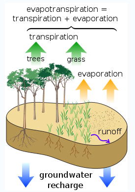 Υγοαζία Εναημιζξδιαπμξή (vapotranspiration) Εμαηκηζoδηαπλνή: ε αηκόζθαηξα, εθηόο ηεο δηαδηθαζίαο ηεο εμάηκηζεο, εκπινπηίδεηαη κε πδξαηκνύο θαη από ηα θπηά, κε ηε δηαδηθαζία ηεο δηαπλνήο