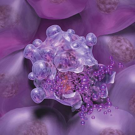 Ο ρόλος της απόπτωσης στην παθογένεια των ΜΔΣ Ενδοκυτταρικά εξωκυτταρικά ερεθίσματα σηματοδότησης έναρξης απόπτωσης Η αυξημένη απόπτωση του δυσπλαστικού κλώνου