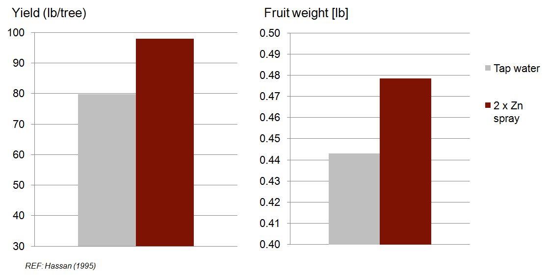 Η επίδραση της έλλειψης Zn στην ποιότητα των καρπών Καρποί πορτοκαλιάς από δένδρα με έλλειψη Zn +Zn -Zn