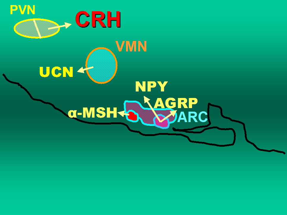 CRF GnRH HPA Άμνλαο επηδξά ΑΝΑΣΤΑΛΤΙΚΑ ζε όια ηα επίπεδα ζηνλ Άμνλα Αλαπαξαγσγήο &ζηελ ΑΝ-ΒΝ LHRH 3. CRH αλαζηνιέαο ηεο LH δξάζεο ζηα θύηηαξα Leydig 1.CRH αλαζηέιιεη GnRH Α.