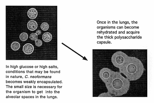 Α ΦΑΣΗ ΜΟΛΥΝΣΗ Μικρά βλαστοκύτταρα, μικρό έλυτρο (Dehydrated) < 4μ Βλαστοσπόρια ΕΠΙΒΙΩΣΗ 37 C Καλσινευρίνη Α, φωσφατάση