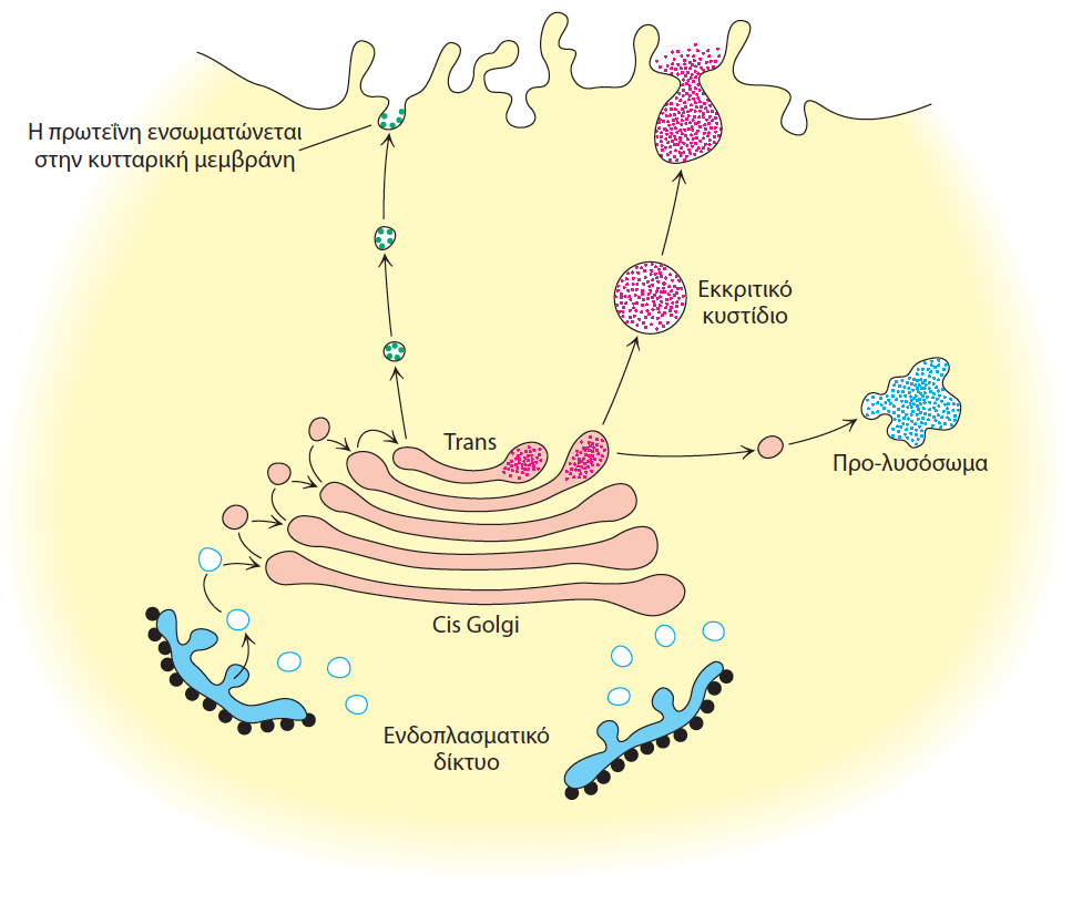 Μεταφορά από Golgi σε λυσόσωμα Μέσω ενζυμικής δράσης, ολιγοσακχαρίτης με 6-P-Man επισημαίνεται σε όλες τις νεοσυντεθειμένες λυσοσωματικές πρωτεΐνες (συνήθως υδρολάσες) στη συσκευή Golgi για μεταφορά