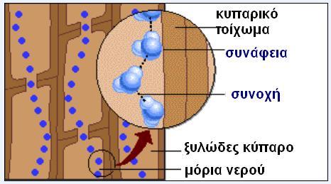 εισέρχεται στο φυτό από τις ρίζες προχωρά προς τα πάνω