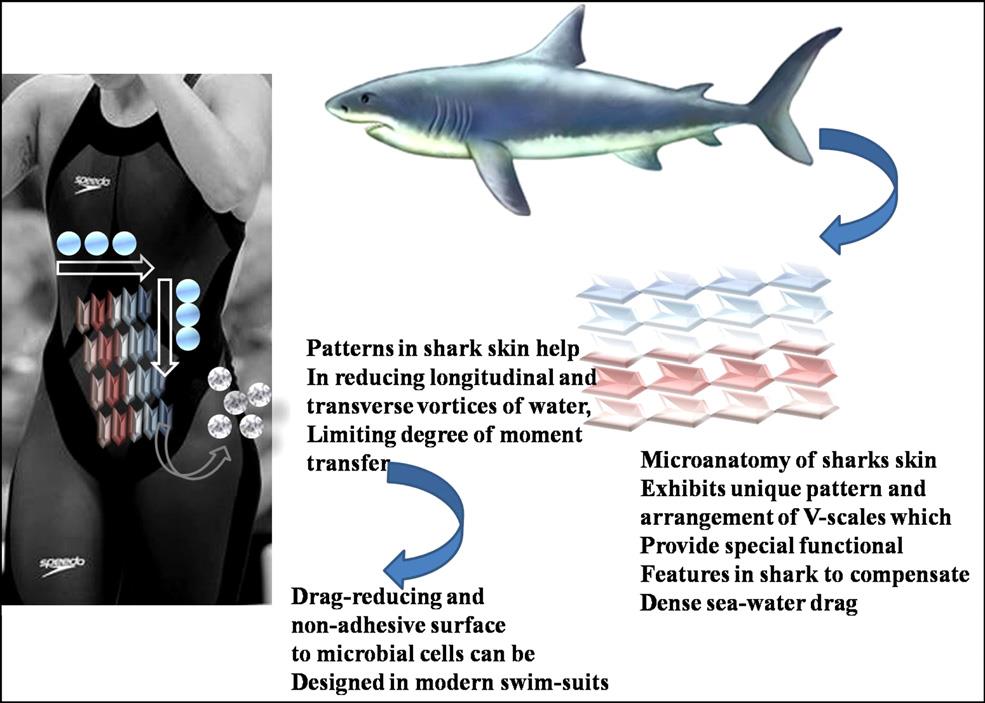 Παραδείγματα εφευρέσεων από την παρατήρηση της φύσης Shark skin feature inspired low hydrodynamic surface drag: high efficiency swimsuits design with antibacterial effect.