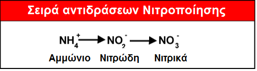 4.3 Νιτρικά (NO 3- ) και Νιτρώδη ιόντα (NO 2- ) στο φυσικό περιβάλλον Τα νιτρικά ιόντα παράγονται από οξείδωση αμμωνίας και αποτελούν τμήμα του κύκλου του αζώτου στη φύση, επομένως υπάρχουν στα