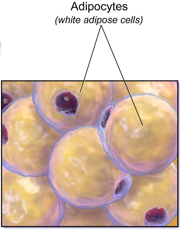 Body stores Fat in adipocytes (ζδπκετ αλα) After eating, the body stores some fat as an energy reserve in cells called adipocytes.
