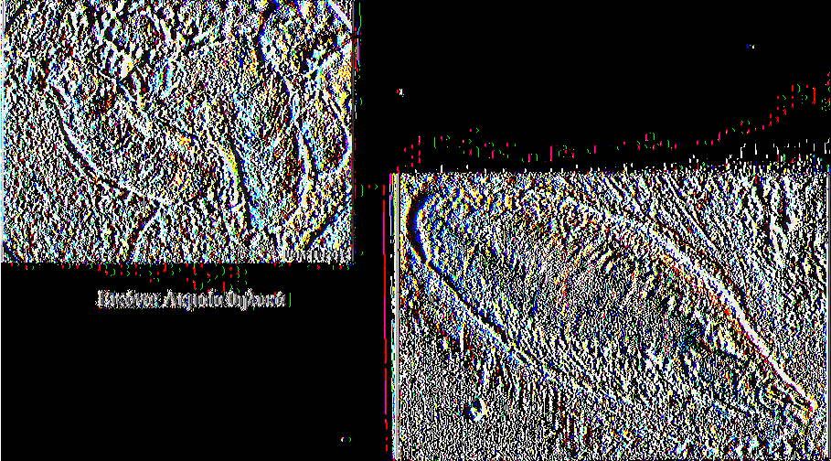 Εικόνα: Ακμαίο θηλυκό σε ελιά ΕΙΔΟΣ: Leucaspis riccae Targioni Ενήλικο. Τα ο ασπίδιο είναι πολύ στενόμακρο, μυτιλόμορφο ή ορθογώνιο παραλληλόγραμμο, λευκό ή αργυρόλευκο, μήκους 1χιλ.