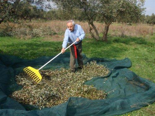 Πρώτο βήμα : συγκομιδή Α Αρσάκειο Λύκειο Γίνεται με το χέρι κουνώντας ή κτυπώντας τα κλαδιά του δένδρου.