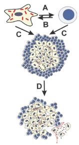 Tumor Necrosis Factorκαι κοκκιώματα Ο TNF παίζει σημαντικό ρόλο στον σχηματισμό και τη συντήρηση των κοκκιωμάτων Αναστολή της δράσης του TNF έχει σαν αποτέλεσμα την αποδόμηση του κοκκιώματος και τη