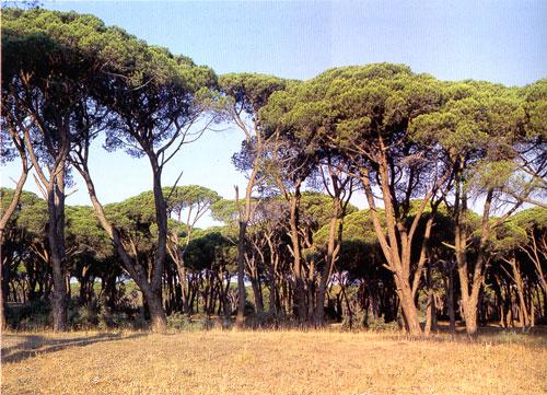 1.4.5 Ηπειρωτικές κεντροευρωπαϊκές δενδρώδεις διαπλάσεις Παρουσιάζονται σε περιοχές που η θερμοκρασία το χειμώνα πέφτει κάτω από το όριο του παγετού.