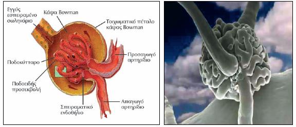 Δηθόλα 1. Τν λεθξηθό ζσκάηην ζρεκαηηθά (αξηζηεξά) θαη όπσο θαίλεηαη από ειεθηξνληθό κηθξνζθόπην (δεμηά).