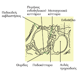 Σα ηνζπμεζδή ημο ζπεζνάιαημξ ζηαεενμπμζμφκηαζ εκηυξ ηδξ ηάραξ ημο Bowman, ιε ηδ ζοκδνμιή ημο ιεζαββείμο, ζοζηεοήξ δ μπμία απμηεθείηαζ απυ ιεζαββεζαηά ηφηηανα ηαζ ιεζαββεζαηή εειέθζα μοζία.