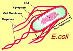1.2.2 Ιστορικά στοιχεία Το βακτήριο E. coli απομονώθηκε για πρώτη φορά από βρεφικά περιττώματα και μελετήθηκε από το μικροβιολόγο Dr.Theodor Escherich το 1885.