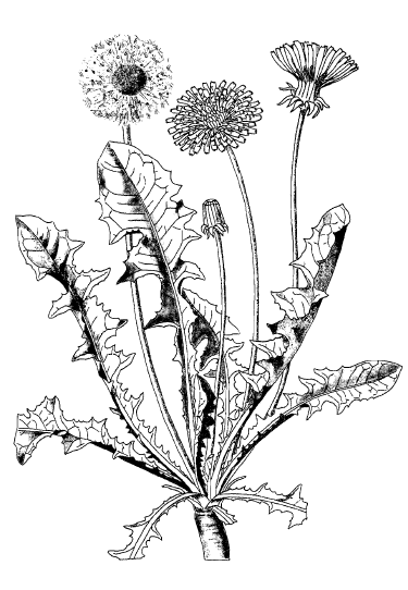 Taraxacum