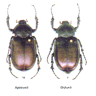 σπάνιο κολεόπτρο της Ελλάδας και της υτικής Ασίας.