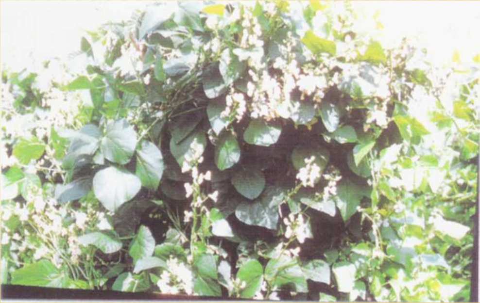 ΒΟΤΑΝΙΚΑ ΧΑΡΑΚΤΗΡΙΣΤΙΚΑ Το φασόλι που καλλιεργείται στον Ν. Καστοριάς είναι ετήσιο φυτό.