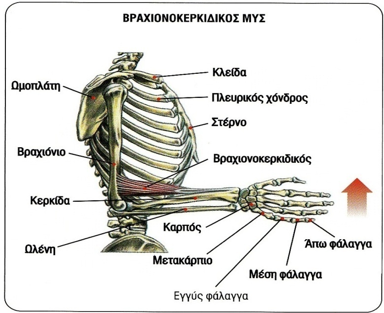 3. ΚΑΜΨΕΙΣ ΑΓΚΩΝΑ ΜΕ ΑΛΤΗΡΑ ΜΕ ΤΟ ΑΝΤΙΒΡΑΧΙΟ ΣΕ ΗΜΙΠΡΗΝΙΣΜΟ Κυρίως: Βραχιονοκερκιδικός.