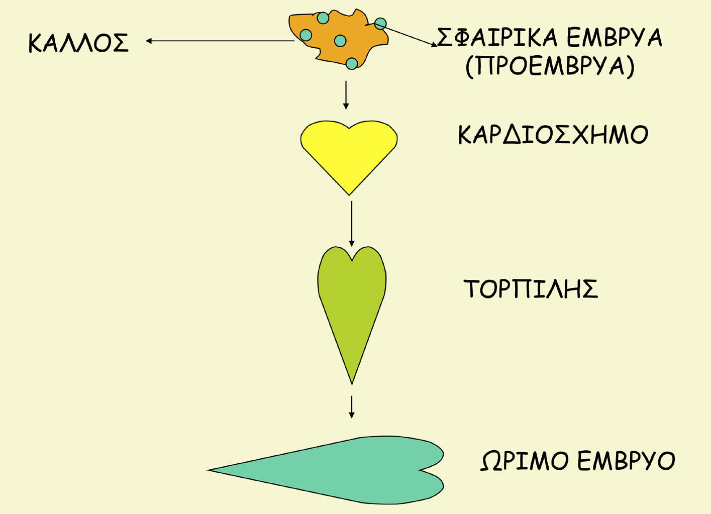 και από μια ακόμα φάση, αυτήν της ωρίμανσης. Αξίζει επίσης να αναφερθεί ότι η βλάστηση (germination) των σωματικών εμβρύων συχνά ονομάζεται και μετατροπή (conversion).