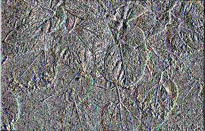 Εικόνα 1.7 : Χαρακτηριστική λευκή εξάνθηση στην κάτω πλευρά του φύλλου, μετά από διασυστηματική προσβολή περονόσπορου (Πηγή : Αναστασιάδης, 2012) Εικόνα 1.