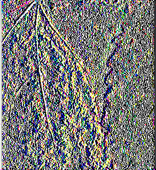 Εικόνα 1.14: Καστανές κηλίδες. Το φυτό μαυρίζει και ξεραίνεται (Πηγή : Αναστασιάδης, 2012) 2) Μαύρισμα στελέχους (Phoma macdonaldi). Προσβάλλει ταξιανθία, φύλλα και στελέχη.