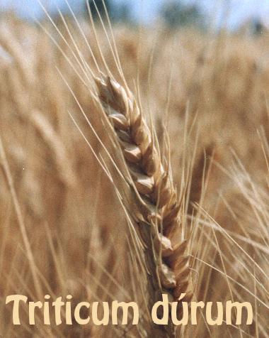 Καρπός καρύοψη Triticum spp.