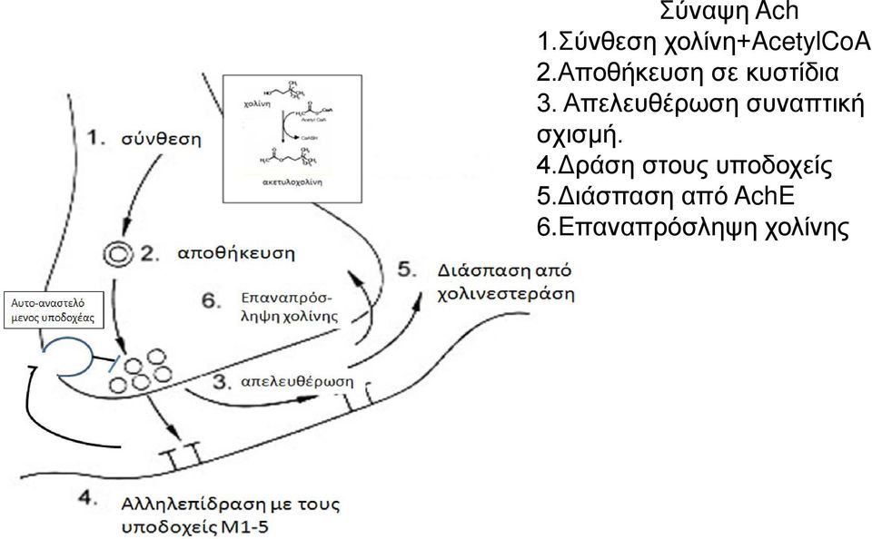Απελευθέρωση συναπτική σχισμή. 4.