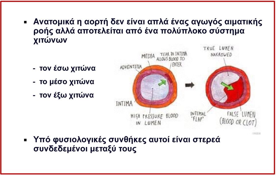 τον έσω χιτώνα - το µέσο χιτώνα - τον έξω χιτώνα Υπό