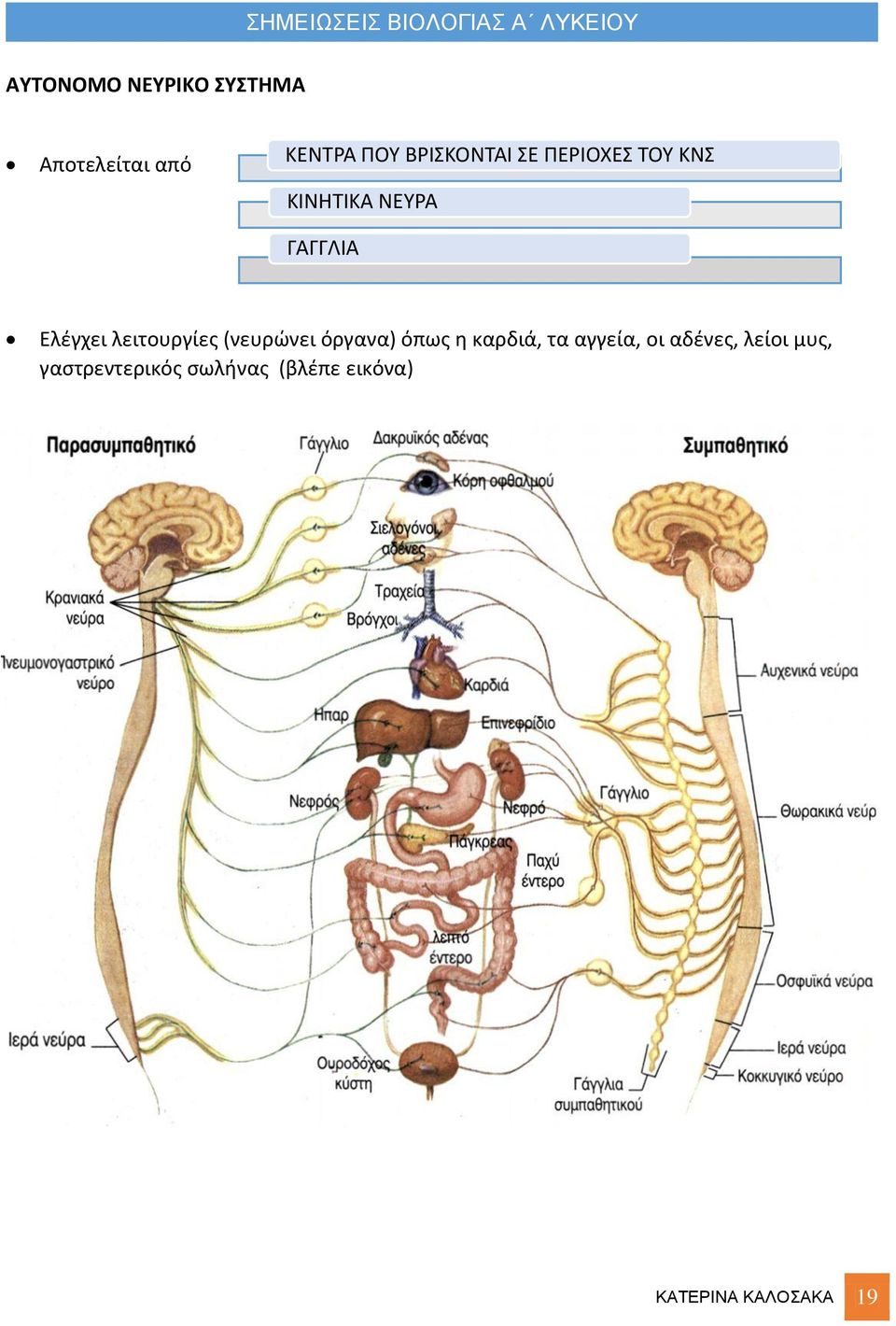 αδένες, λείοι μυς, γαστρεντερικός σωλήνας (βλέπε εικόνα) Διακρίνεται σε Συμπαθητικό και