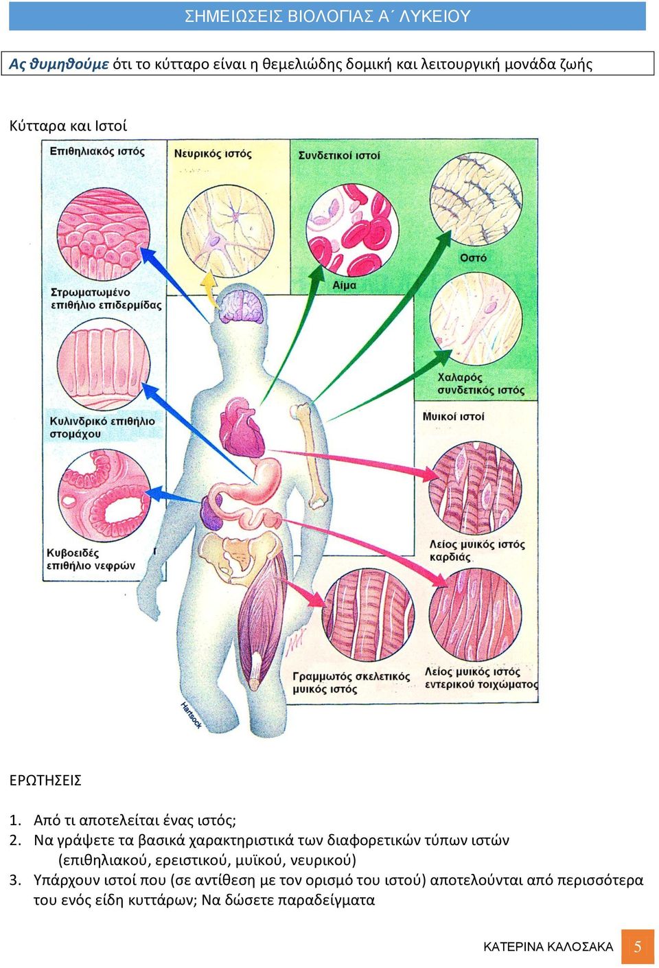 Να γράψετε τα βασικά χαρακτηριστικά των διαφορετικών τύπων ιστών (επιθηλιακού, ερειστικού, μυϊκού,