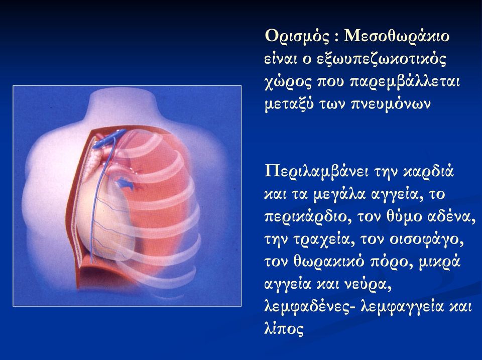 μεγάλα αγγεία, το περικάρδιο, τον θύμο αδένα, την τραχεία, τον