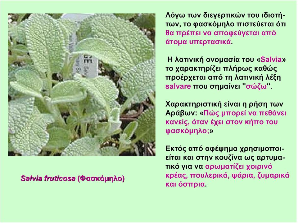 Χαρακτηριστική είναι η ρήση των Αράβων: «Πώς μπορεί να πεθάνει κανείς, όταν έχει στον κήπο του φασκόμηλο;» Salvia fruticosa
