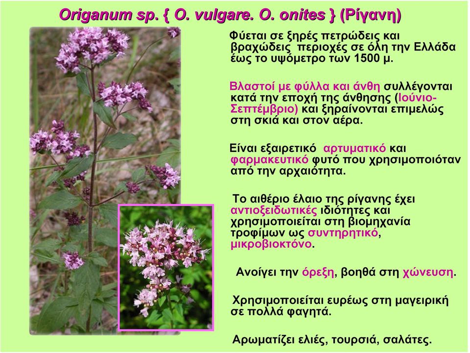 Είναι εξαιρετικό αρτυματικό και φαρμακευτικό φυτό που χρησιμοποιόταν από την αρχαιότητα.