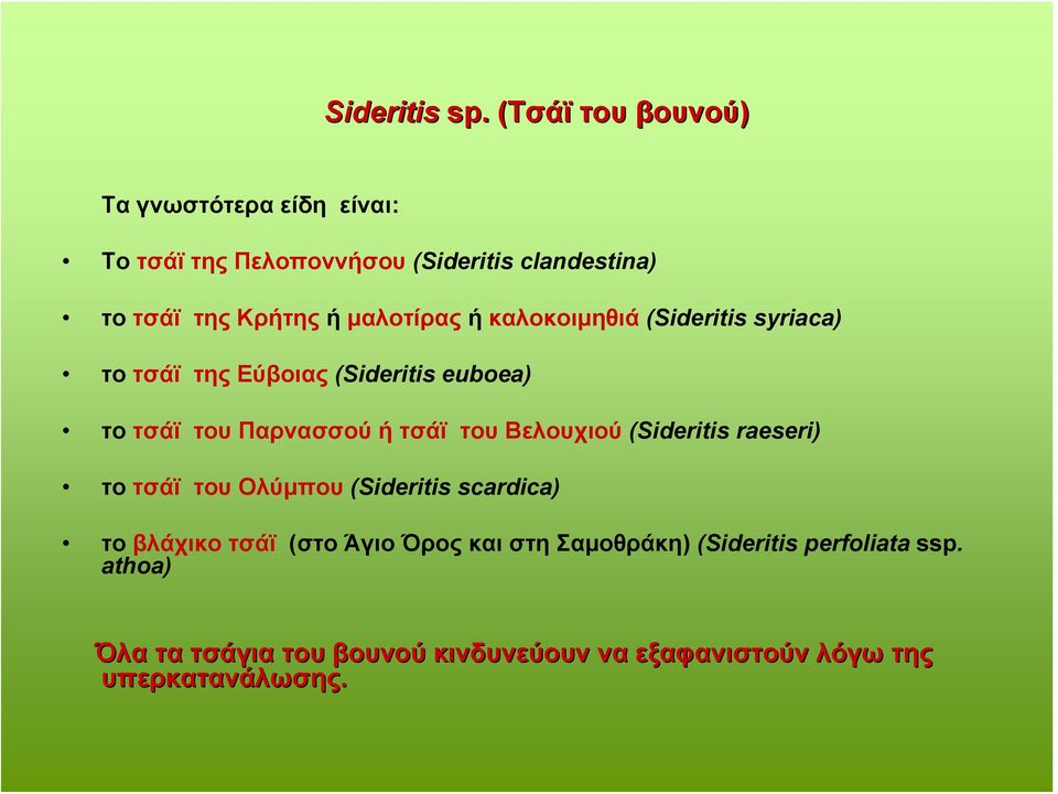 μαλοτίρας ή καλοκοιμηθιά (Sideritis syriaca) το τσάϊ της Εύβοιας (Sideritis euboea) το τσάϊ του Παρνασσού ή τσάϊ του