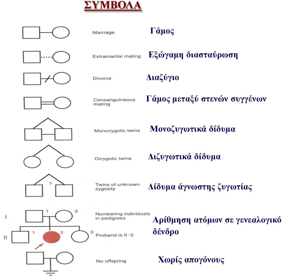 δίδυμα Διζυγωτικά δίδυμα Δίδυμα άγνωστης