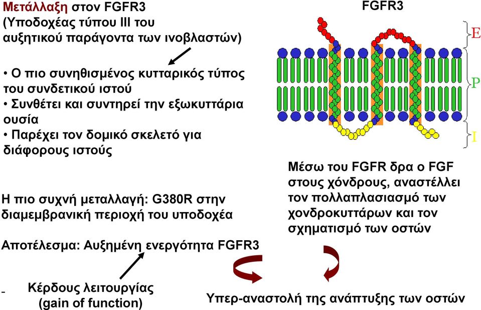 G380R στην διαμεμβρανική περιοχή του υποδοχέα Αποτέλεσμα: Αυξημένη ενεργότητα FGFR3 Μέσω του FGFR δρα ο FGF στους χόνδρους, αναστέλλει