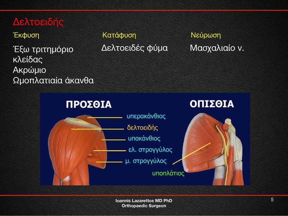 κλείδας Ακρώμιο Ωμοπλατιαία